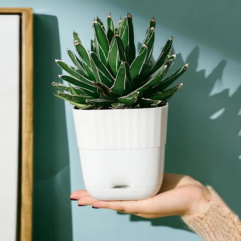 Premium 6 Inch Self-Watering Square Planter Pots (Pack of 5) with Drainage Tray | Modern Indoor Outdoor Plant Pots